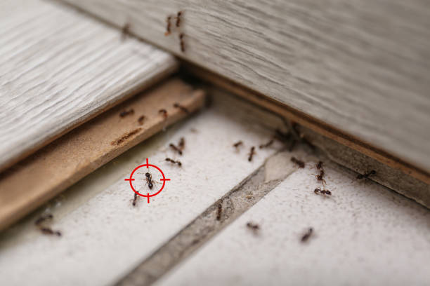 Best Pest Control Near Me  in Ashland, MO