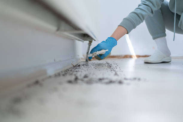 Best Termite Control Services  in Ashland, MO